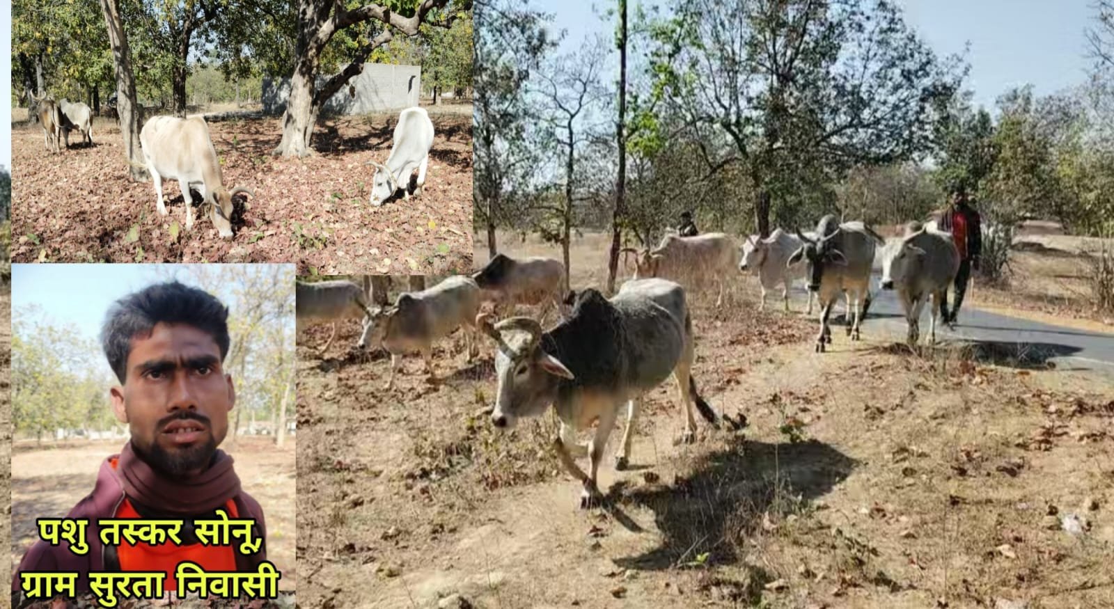 प्रेमनगर - 15 नग बैलों को भूचड़ खाना ले जा जा रहे तस्करो को जंगल में युवकों ने पकड़ा, मवेशी छोड़ भागे तस्कर